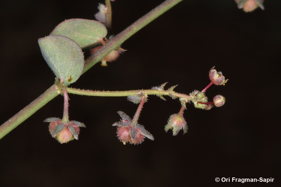 Andrachne aspera  Andrachne aspera,Egypt,Geotagged,Spring