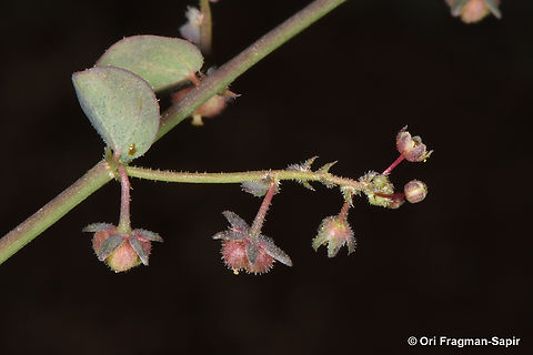 Andrachne aspera  Andrachne aspera,Egypt,Geotagged,Spring