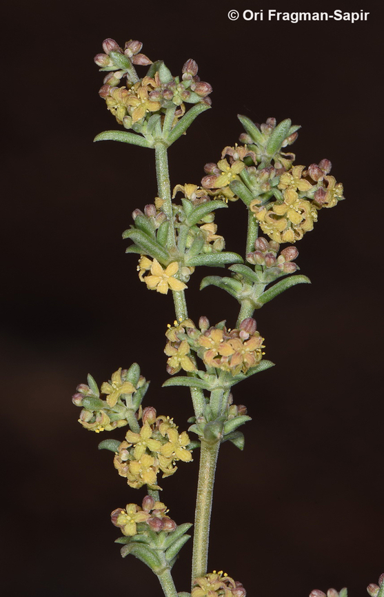Galium sinaicum  Egypt,Galium sinaicum,Geotagged,Spring