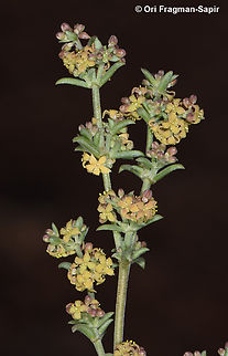 Galium sinaicum  Egypt,Galium sinaicum,Geotagged,Spring