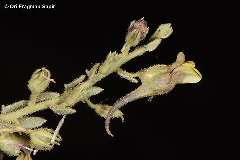 Kickxia aegyptiaca  Egypt,Geotagged,Kickxia aegyptiaca,Spring