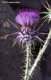 Onopordum ambiguum  Egypt,Geotagged,Onopordum ambiguum,Spring