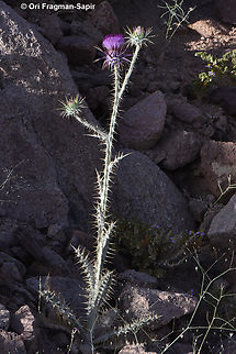 Onopordum ambiguum  Egypt,Geotagged,Onopordum ambiguum,Spring