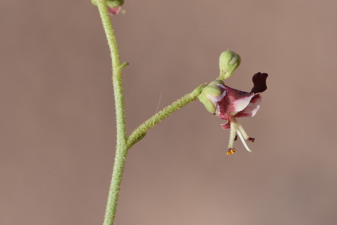 Scrophularia xanthoglossa  Egypt,Geotagged,Scrophularia xanthoglossa,Spring