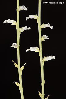 Anarrhinum forskahlii  Anarrhinum forskahlii,Egypt,Geotagged,Spring