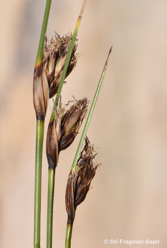 Schoenus nigricans  Egypt,Geotagged,Schoenus nigricans,Spring