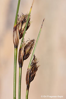 Schoenus nigricans  Egypt,Geotagged,Schoenus nigricans,Spring
