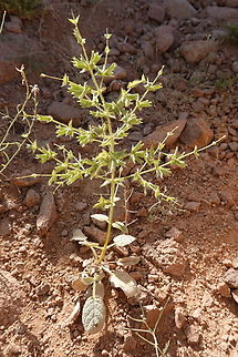 Salvia spinosa  Egypt,Geotagged,Salvia spinosa,Spring