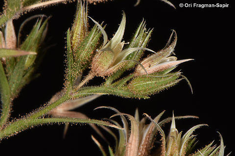 Minuartia meyeri  Egypt,Geotagged,Minuartia meyeri,Spring