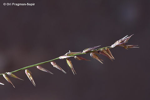 Melica inaequiglumis  Egypt,Geotagged,Melica inaequiglumis,Spring