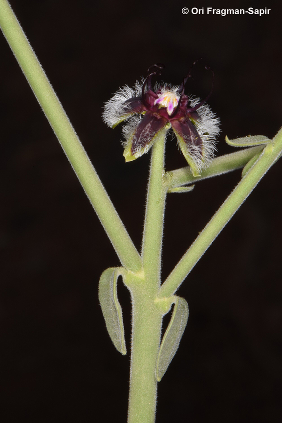 Periploca aphylla  Egypt,Geotagged,Periploca aphylla,Spring