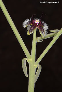 Periploca aphylla  Egypt,Geotagged,Periploca aphylla,Spring