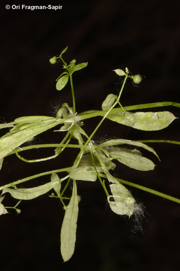 Galium spurium  Egypt,False Cleavers,Galium spurium,Geotagged,Spring
