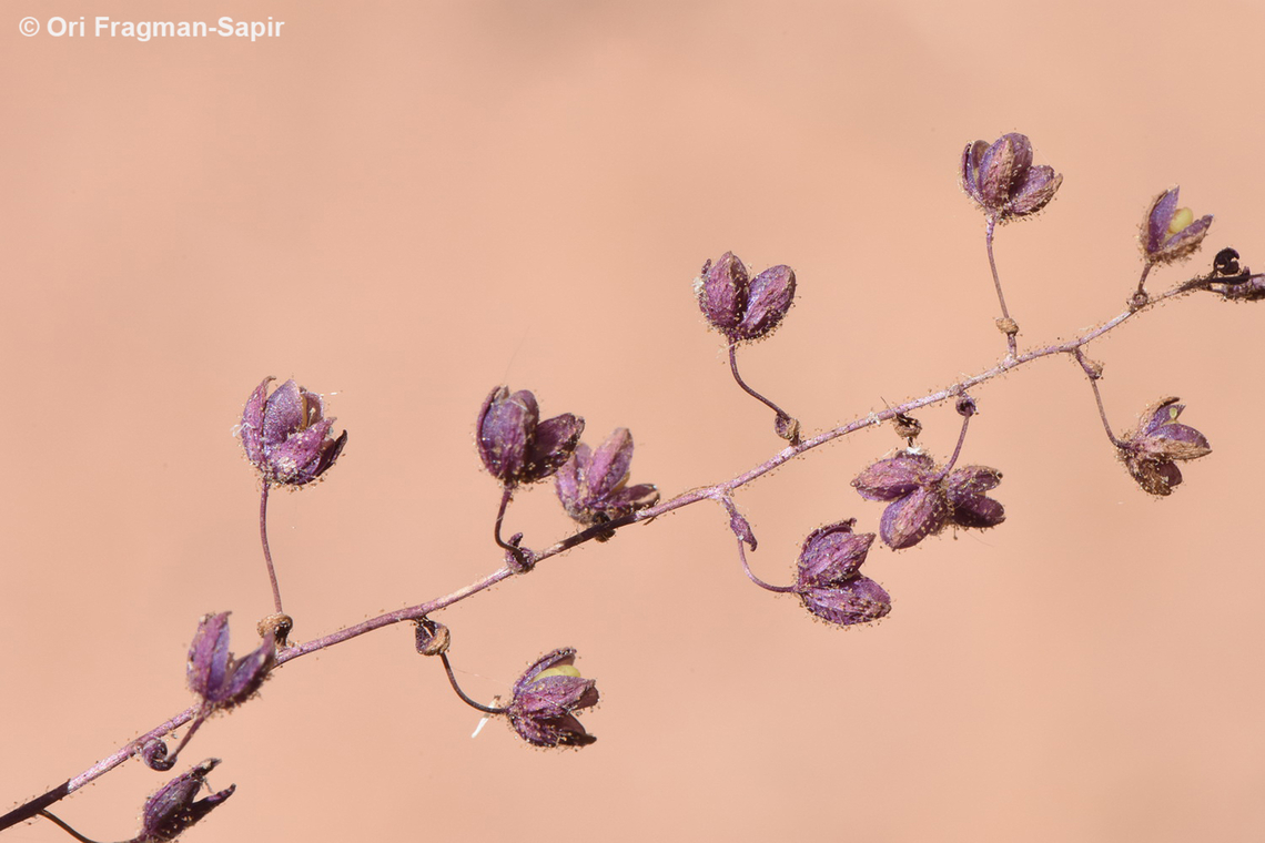 Veronica biloba  Egypt,Geotagged,Spring,Veronica biloba