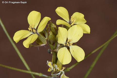 Sisymbrium septulatum  Egypt,Geotagged,Sisymbrium septulatum,Spring