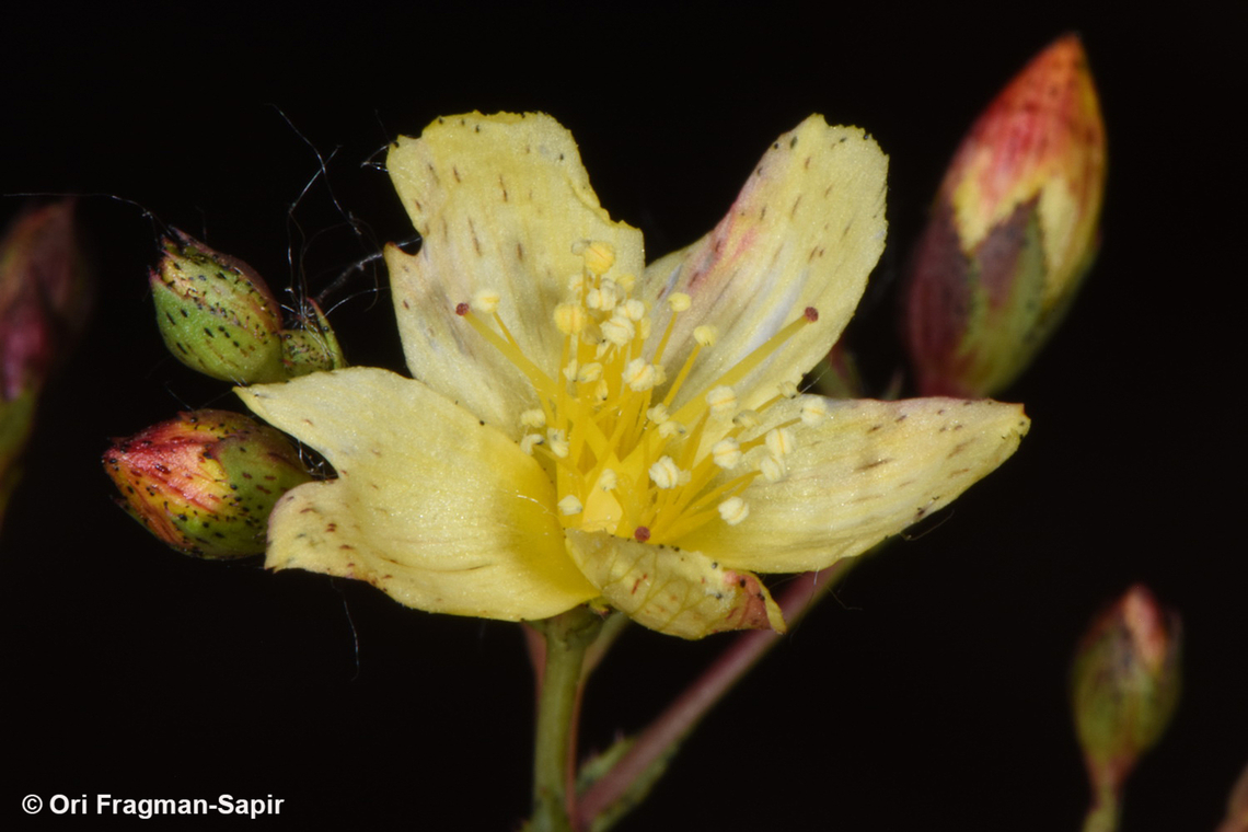 Hypericum sinaicum  Egypt,Geotagged,Hypericum sinaicum,Spring