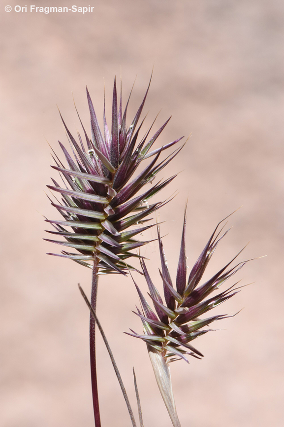 Eremopyrum bonaepartis  Egypt,Eremopyrum bonaepartis,Geotagged,Spring