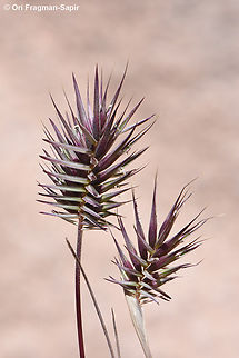 Eremopyrum bonaepartis  Egypt,Eremopyrum bonaepartis,Geotagged,Spring