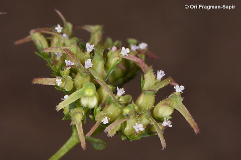 Valerianella szovitsiana  Egypt,Geotagged,Spring,Valerianella szovitsiana