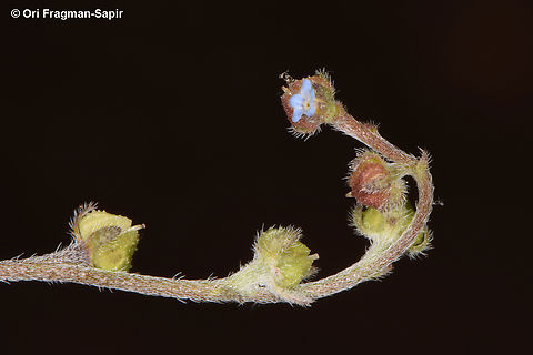 Lappula sinaica  Egypt,Geotagged,Lappula sinaica,Spring