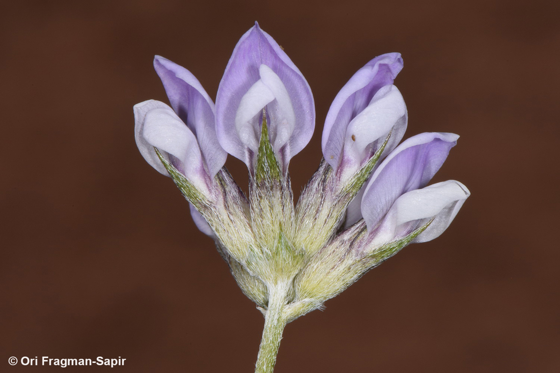 Bituminaria flaccida  Bituminaria flaccida,Egypt,Geotagged,Spring