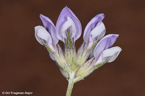 Bituminaria flaccida  Bituminaria flaccida,Egypt,Geotagged,Spring