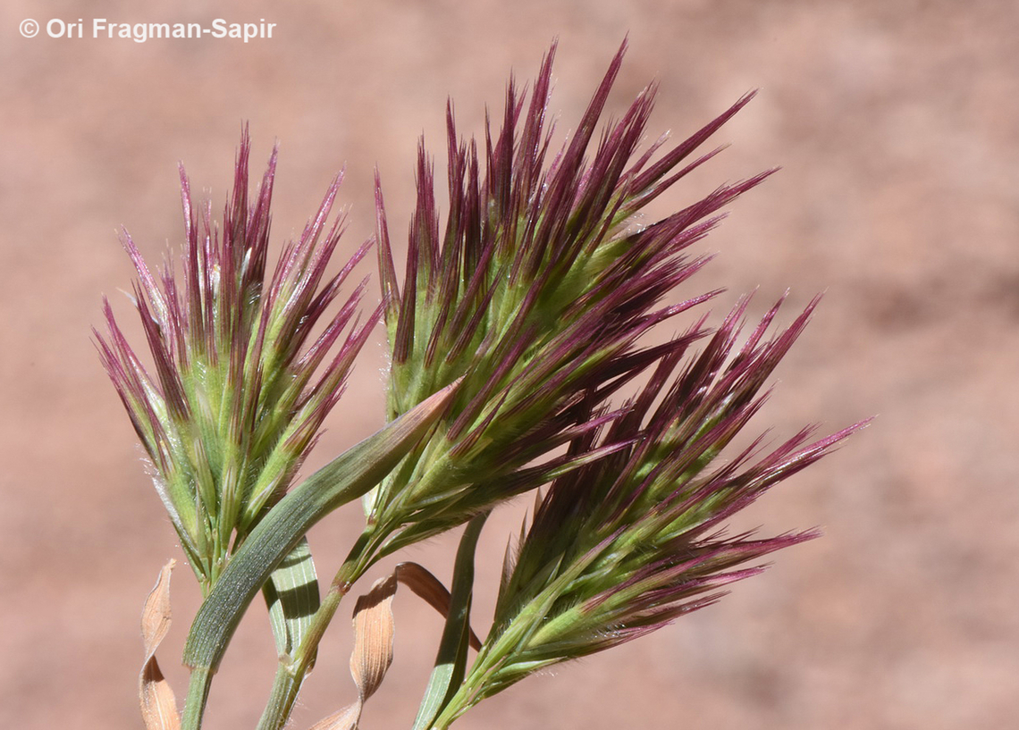 Boissiera squarrosa  Boissiera squarrosa,Egypt,Geotagged,Spring