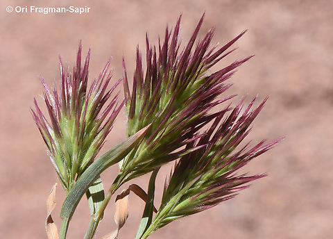 Boissiera squarrosa  Boissiera squarrosa,Egypt,Geotagged,Spring