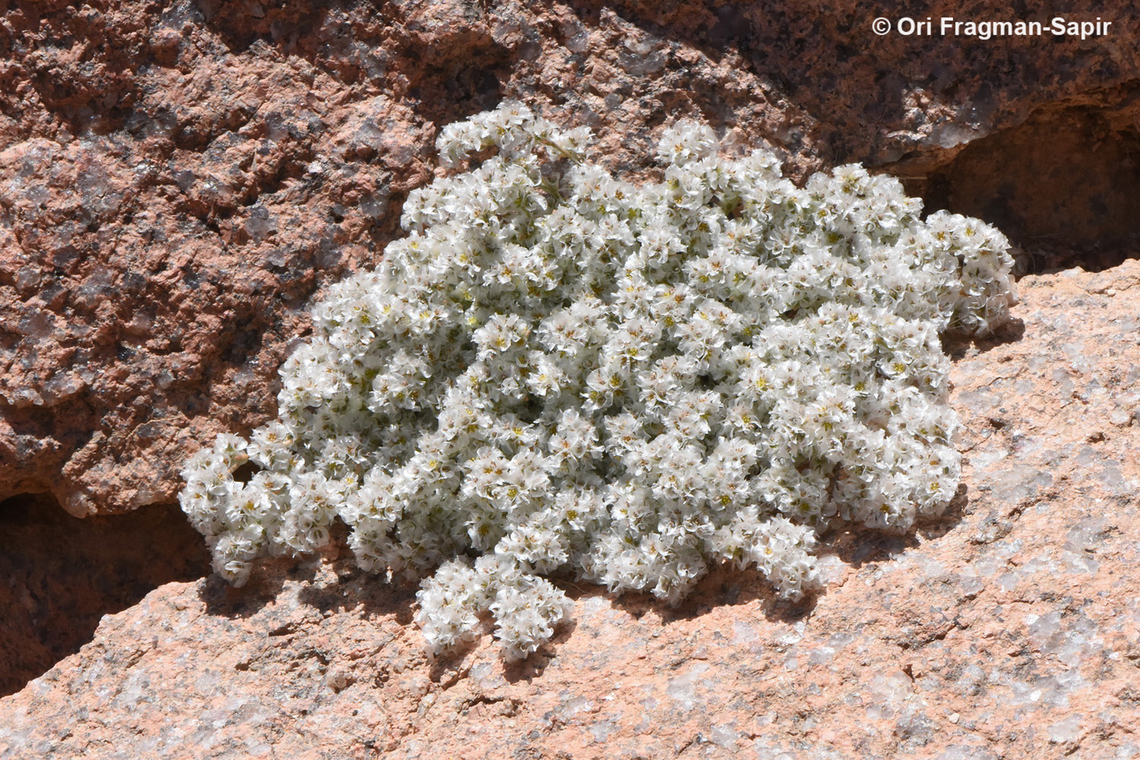 Paronychia sinaica  Egypt,Geotagged,Paronychia sinaica,Spring