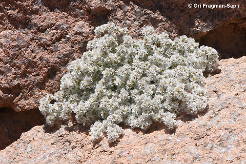 Paronychia sinaica  Egypt,Geotagged,Paronychia sinaica,Spring