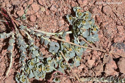 Euphorbia obovata  Egypt,Euphorbia obovata,Geotagged,Spring