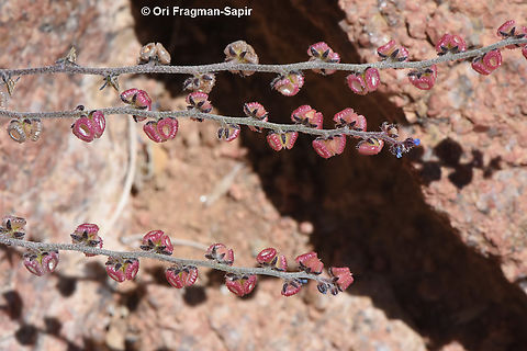 Microparacaryum intermedium  Egypt,Geotagged,Microparacaryum intermedium,Spring