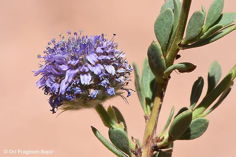 Globularia arabica  Arabian Globularia,Egypt,Geotagged,Globularia arabica,Spring