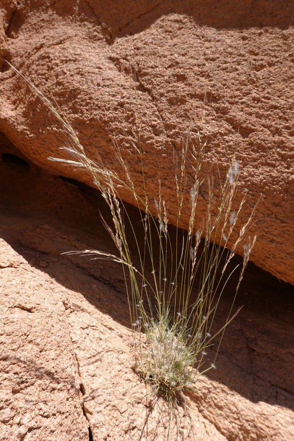 Stipagrostis ciliata  Egypt,Geotagged,Spring,Stipagrostis ciliata,Tall Bushman Grass