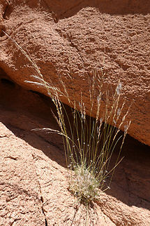 Stipagrostis ciliata  Egypt,Geotagged,Spring,Stipagrostis ciliata,Tall Bushman Grass
