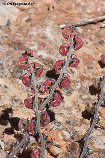 Microparacaryum intermedium  Egypt,Geotagged,Microparacaryum intermedium,Spring
