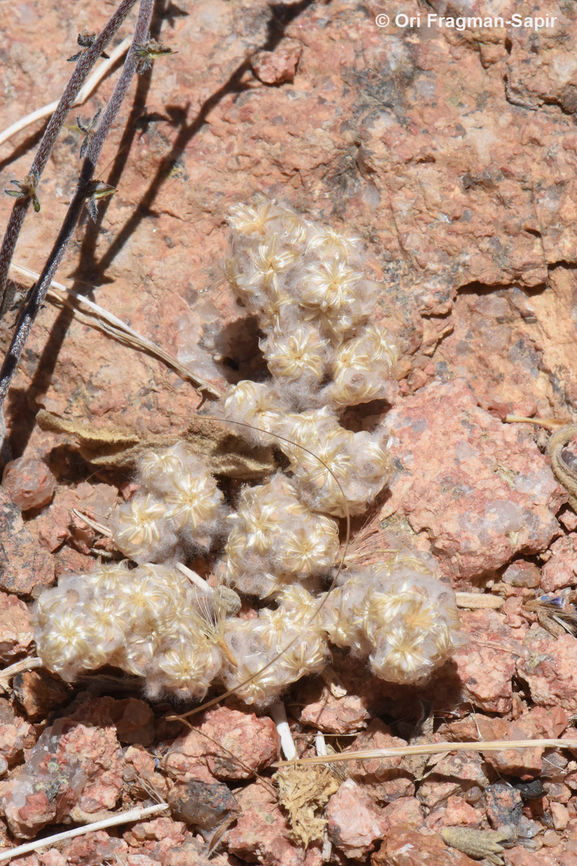 Lasiopogon muscoides  Egypt,Geotagged,Lasiopogon muscoides,Spring