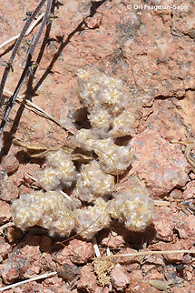 Lasiopogon muscoides  Egypt,Geotagged,Lasiopogon muscoides,Spring