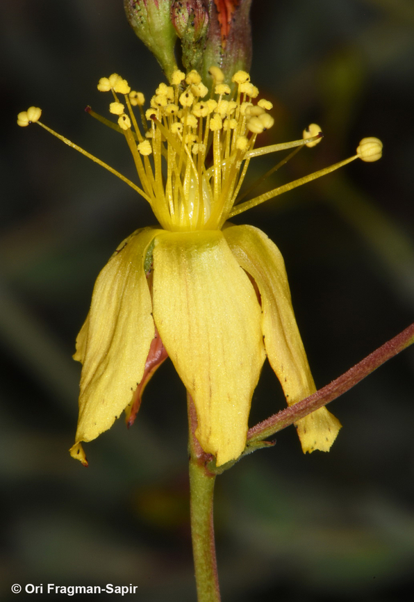 Hypericum sinaicum  Egypt,Geotagged,Hypericum sinaicum,Spring