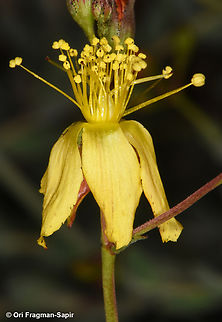 Hypericum sinaicum  Egypt,Geotagged,Hypericum sinaicum,Spring