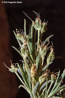 Plantago sinaica  Egypt,Geotagged,Plantago sinaica,Spring