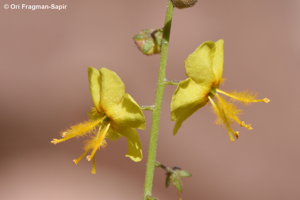 Verbascum decaisneanum  Egypt,Geotagged,Spring,Verbascum decaisneanum
