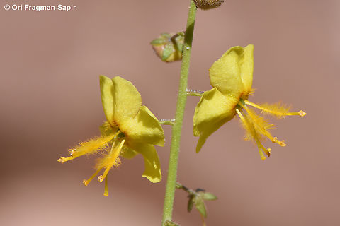 Verbascum decaisneanum  Egypt,Geotagged,Spring,Verbascum decaisneanum