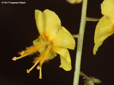 Verbascum decaisneanum  Egypt,Geotagged,Spring,Verbascum decaisneanum