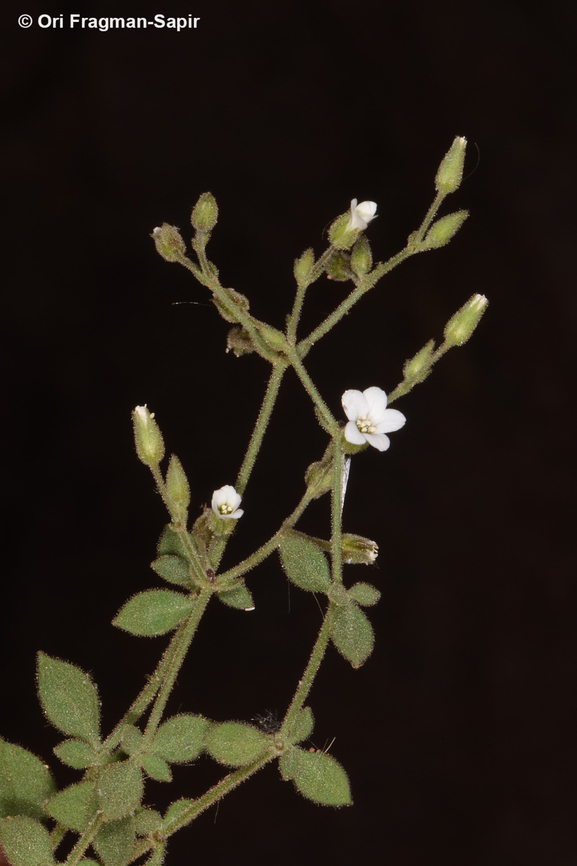 Arenaria deflexa  Arenaria deflexa,Egypt,Geotagged,Spring