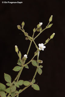 Arenaria deflexa  Arenaria deflexa,Egypt,Geotagged,Spring