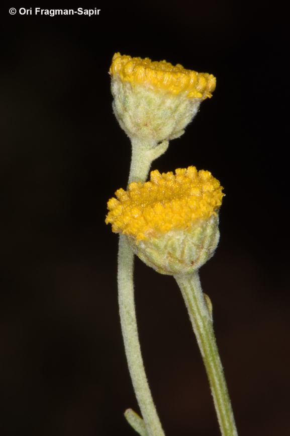 Tanacetum sinaica  Egypt,Geotagged,Spring,Tanacetum sinaica