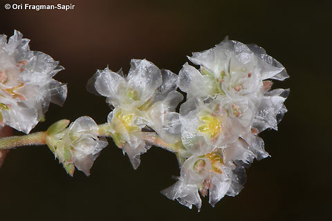Paronychia sinaica  Egypt,Geotagged,Paronychia sinaica,Spring