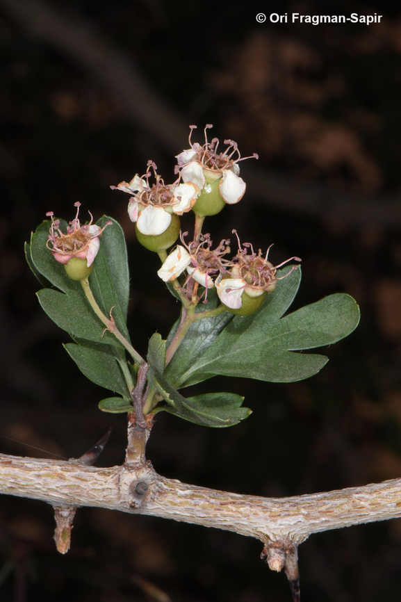 Crataegus sinaica  Crataegus &times; sinaica,Egypt,Geotagged,Spring