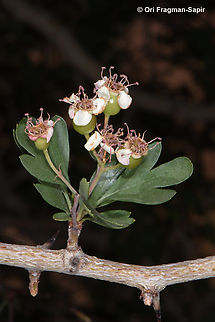 Crataegus sinaica  Crataegus &times; sinaica,Egypt,Geotagged,Spring